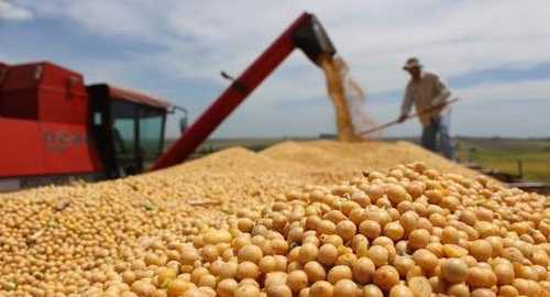 阿根廷 2023/24 年度大豆收成可能增至 4800 万吨