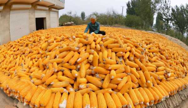 卓创资讯：玉米供应充足 11月中下旬华北价格反弹空间或有限